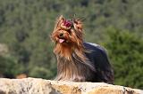 YORKSHIRE TERRIER 529